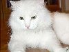 Жил на белом свете белый-белый кот породы заморской, турецкой ангорской.