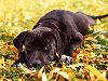 Скачать оригинал: собака, черный пес, взгляд, грустные глаза - 2560x1600