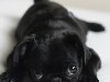 Фото Грустный, черный щенок мопса
