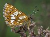 Животные (20 фото). Бабочка пеструшка лесная является вымирающим видом в ...
