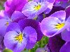 ... фиолетовых цветов – вечном символе всех романтиков и мечтателей.