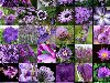 Посадите клумбу фиолетовых цветов для отдыха глаз и души.