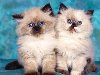 Картинки маленьких котят. Размеры: 1024 x 768 / 265 Kb | Добавил(а): dina