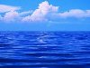 Мировой океан — самая большая экосистема Земли. На разных, уровнях морей и ...