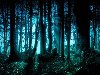 Широкоформатные обои Страшный лес, Страшный ночной лес