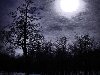 Ночной лес. Пётр Кравчина. Над лесом орёл одинокий летит