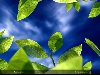 Живые обои u0026quot;Fresh Leaves Live Wallpaperu0026quot; для планшетов на Android