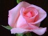 Розовые розы. Как сохранить срезанные цветы. Фотографии