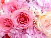 Розовые розы фон Обои - 2560x1600.