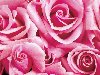 Картинка на рабочий стол: Розовые розы. Разрешение: 1680х1050