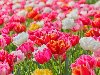 яркие яркие тюльпаны цветы фон