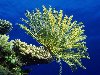 Морские лилии на коралле: Кораллы - древнейшие существа на Земле