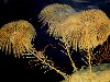 Морские лилии — типичные представители «палеозойской эволюционной фауны» ...