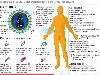 Симптомы и диагностика ВИЧ-инфекции и СПИДа