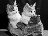 Чёрно-белые обои, котята и бошмак, размер: 1600x1200 пикселей