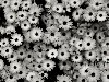 Скачать обои Черно-белые, цветы, природа 1280x1024.