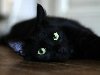 Хеллоуин - черный кот 01 - Бесплатные обои для рабочего стола