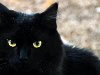 Хеллоуин - черный кот 03 - Бесплатные обои для рабочего стола