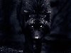 Лютая-чёрный волк- -Лютая одиночка