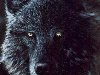 Чёрный волк — я.ру