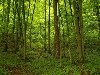 Широколиственные леса умеренного климата