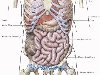 Проекции органов живота. Проекции внутренних органов.