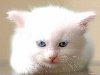 7 Белый котенок с голубыми глазами (8 фото)