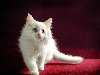 Белый котёнок на красном диване, обои для рабочего стола, котята, животные.,
