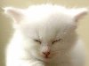 4 Белый котенок с голубыми глазами (8 фото)