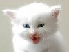 1 Белый котенок с голубыми глазами (8 фото)