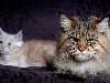 Руперт - самый большой кот в мире
