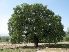 Дуб таворский - Quercus ithaburensis Decne - ???? ?????.