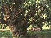 высадить, потомка Запорожского дуба. Запорожский дуб. Дерево фей,Домреми ...
