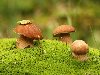 белый гриб, грибочки, грибы, грибы в лесу, лес, подберезовик, подосиновик