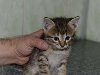 Подарю котенка в хорошие,добрые руки... в Днепропетровске - изображение 1