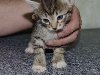 Подарю котенка в хорошие,добрые руки... в Днепропетровске - изображение 3