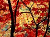 Яркие красные и жёлтые листья на деревьях - осень и природа, ...