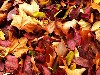 Скачать обои Природа, осень, красно жёлтые листья 1920x1200.