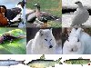 Животный мир Ямала (ЯНАО) - птицы, животные тундры, рыба, насекомые, ...