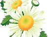 Ромашки нарисованные - фотосток | Painted daisies - photo stock
