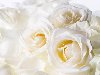 Белые розы - Цветы - Обои для рабочего стола - Загрузка изображения
