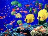 Цветные рыбки и подводный мир, обои для рабочего стола, животные, ...