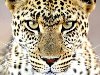 Подборка из 28 фотографий диких кошек. Тигры, львы, леопарды, гепарды, ...