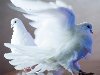 Белые голуби, - мир для души!