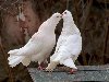 Белые голуби, - знак красоты! Белые голуби, - птицы любви!