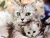 Кошки стали спутниками человека около пяти тысяч лет назад и с тех пор живут ...