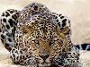 обои Отдыхающий леопард фото картинки на весь экран животных разрешение ...