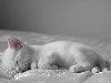 картинки белых котят