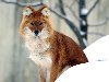Распространен красный волк в центральной и южной Азии: от Алтая и Тянь-Шаня ...