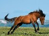 фото лошадей мустангов